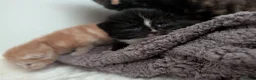 British Longhair cats for sale: 2 fluffy male kittens  in Wadhurst - Advert 2