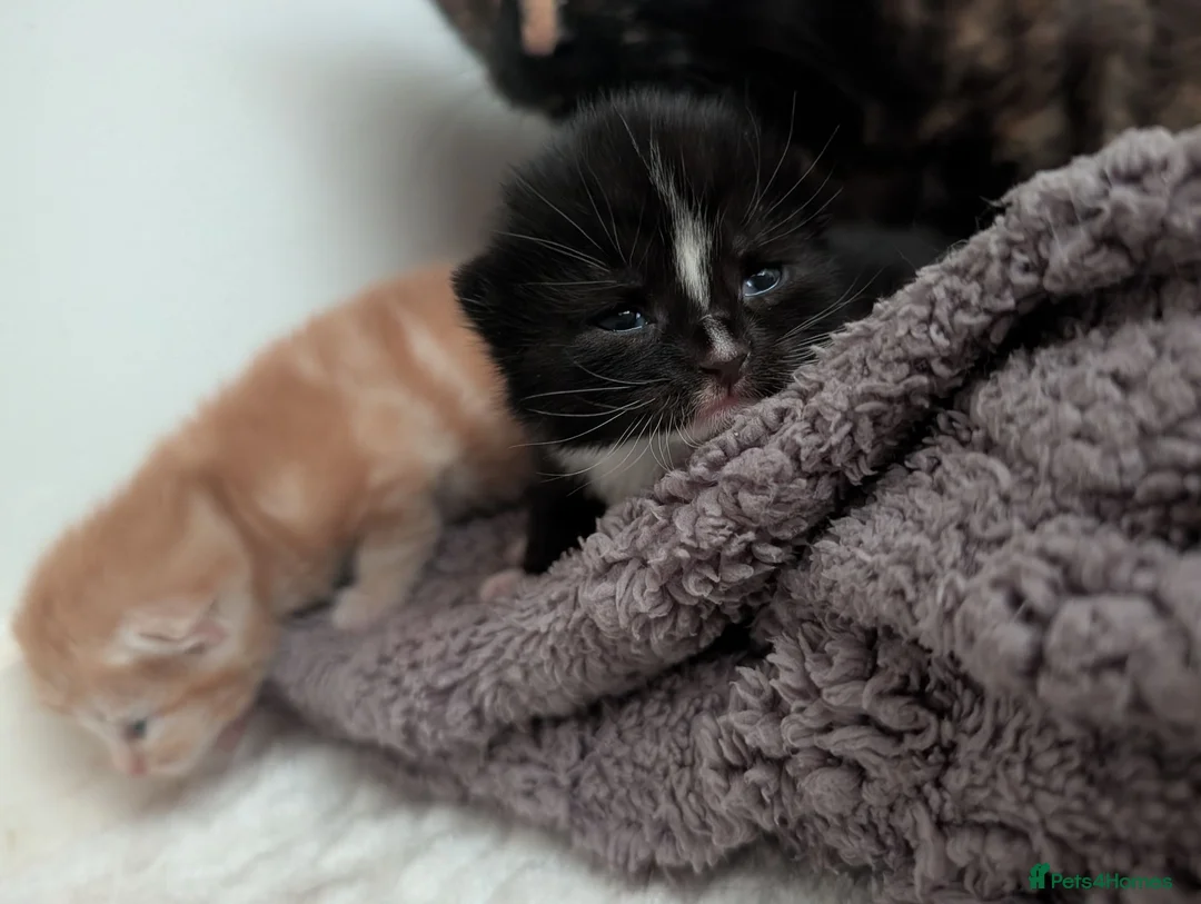 British Longhair cats for sale: 2 fluffy male kittens  in Wadhurst - Advert 2