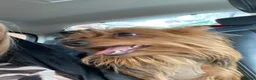 Yorkshire Terrier dogs for sale: yorkshire terrier puppies  - Advert 11