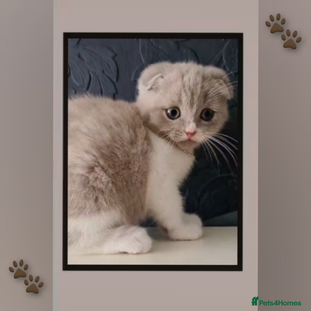 Scottish Fold cats 🐾✨ Adorable Kittens - Advert 3