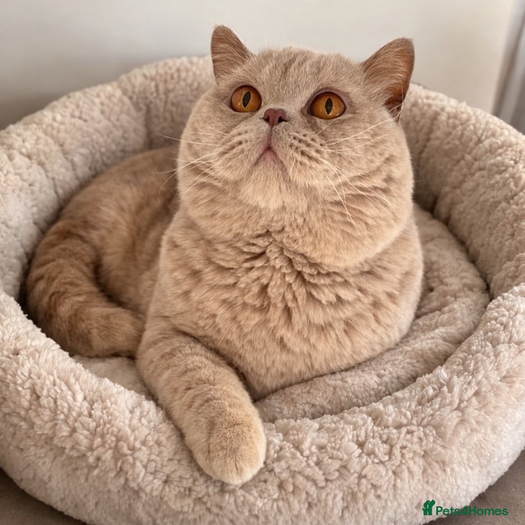 British Shorthair cats 🔥🧡 GCCF TICA FAWN STUD CARRYING CINNAMON  - Advert 18