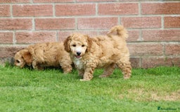 Cockapoo dogs for sale: Beautiful F1 Cockapoo puppies for sale - Image 27