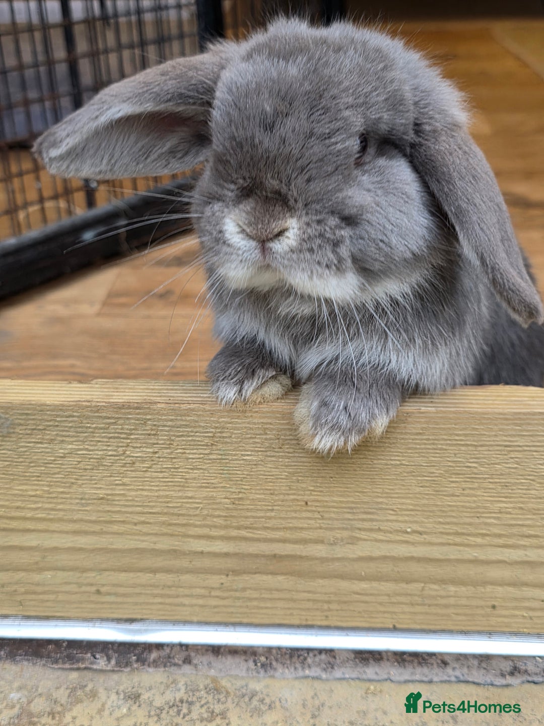 Mini Lop rabbits for sale: Two mini lops looking fir loving homes  - Advert 2