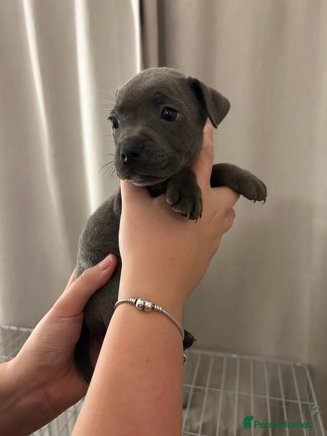 Staffordshire Bull Terrier dogs for sale: Stunning pure blue staffies - Image 20