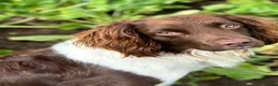 English Springer Spaniel dogs for stud: Heavily Marked L&W fully DNA clear  - Advert 6