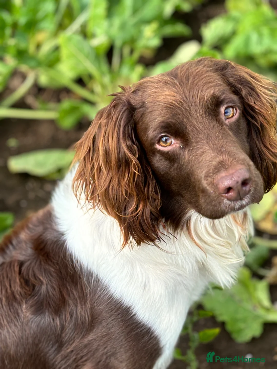 English Springer Spaniel dogs for stud: Heavily Marked L&W fully DNA clear  - Advert 6
