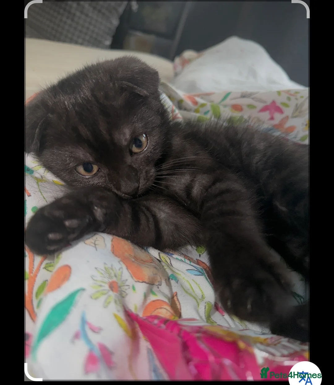 Mixed Breed cats for sale: £100‼️Rare Ghost Colour BSH&SCOTTISHFOLD Male - Advert 1
