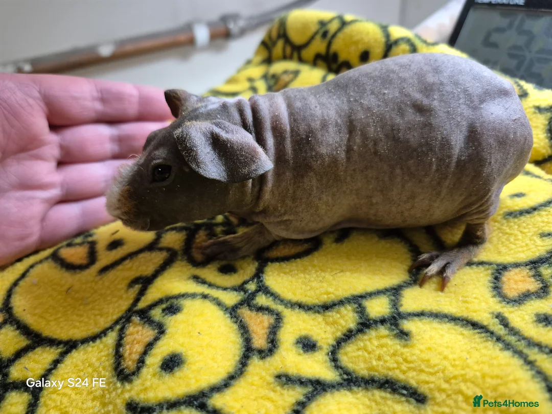 Guinea Pig rodents for sale: Skinnies and guineas for sale  - Advert 1