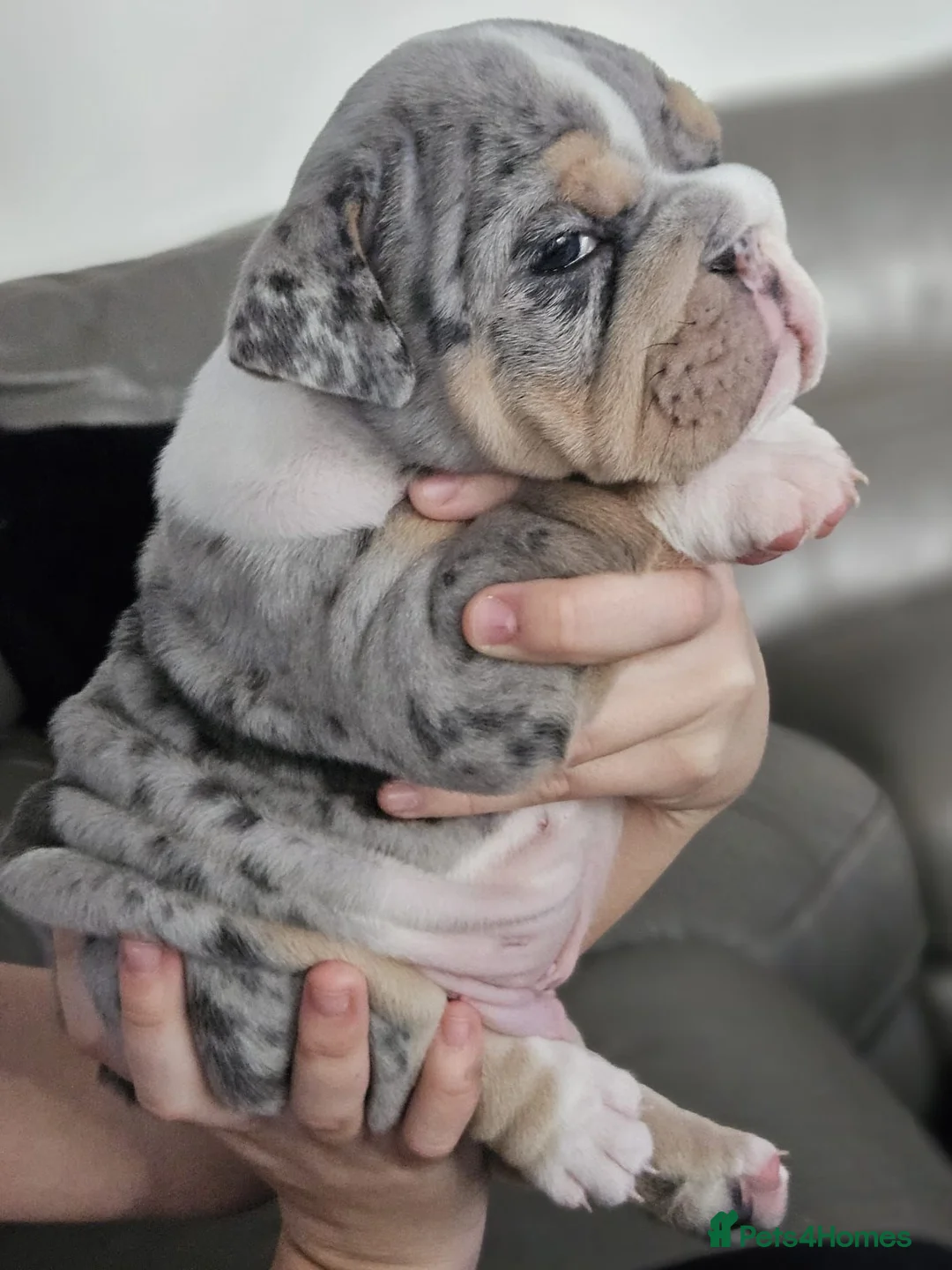 English Bulldog dogs for stud: GELATO 🍧 in Middlesbrough - Advert 7