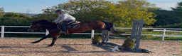 Welsh Section D horses for sale: Whizzy Welsh and a whole lot of fun  - Advert 5