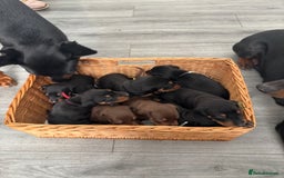 Dobermann dogs for sale: Doberman pups - Image 15