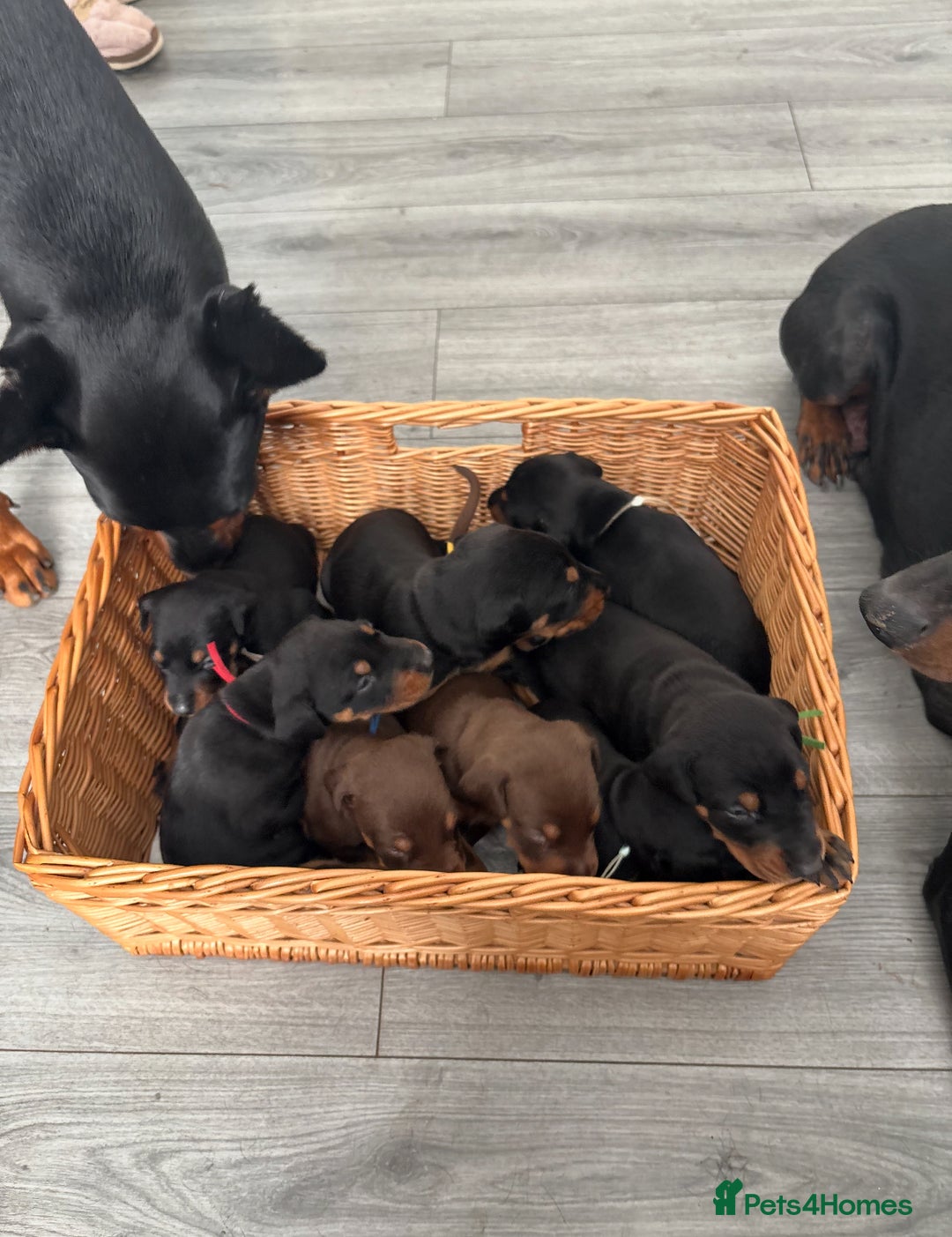 Dobermann dogs for sale: Doberman pups - Image 15