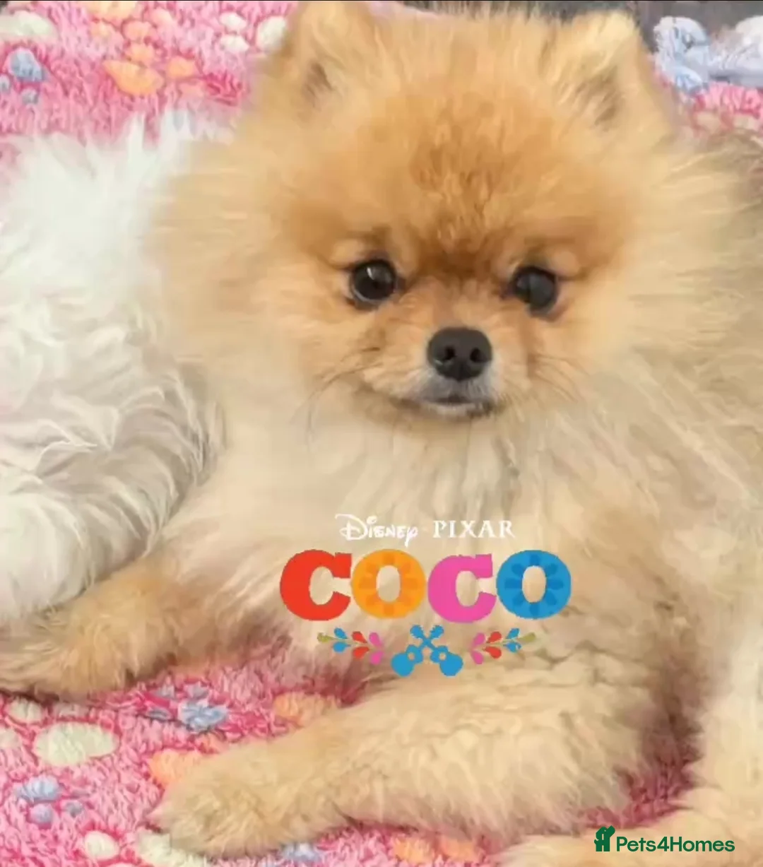 Pomeranian dogs for stud: 💙✨BLUE EYES & Hazel 👀 Poms 🐶EXPERIENCED STUDS🏆 in Bedford - Advert 16