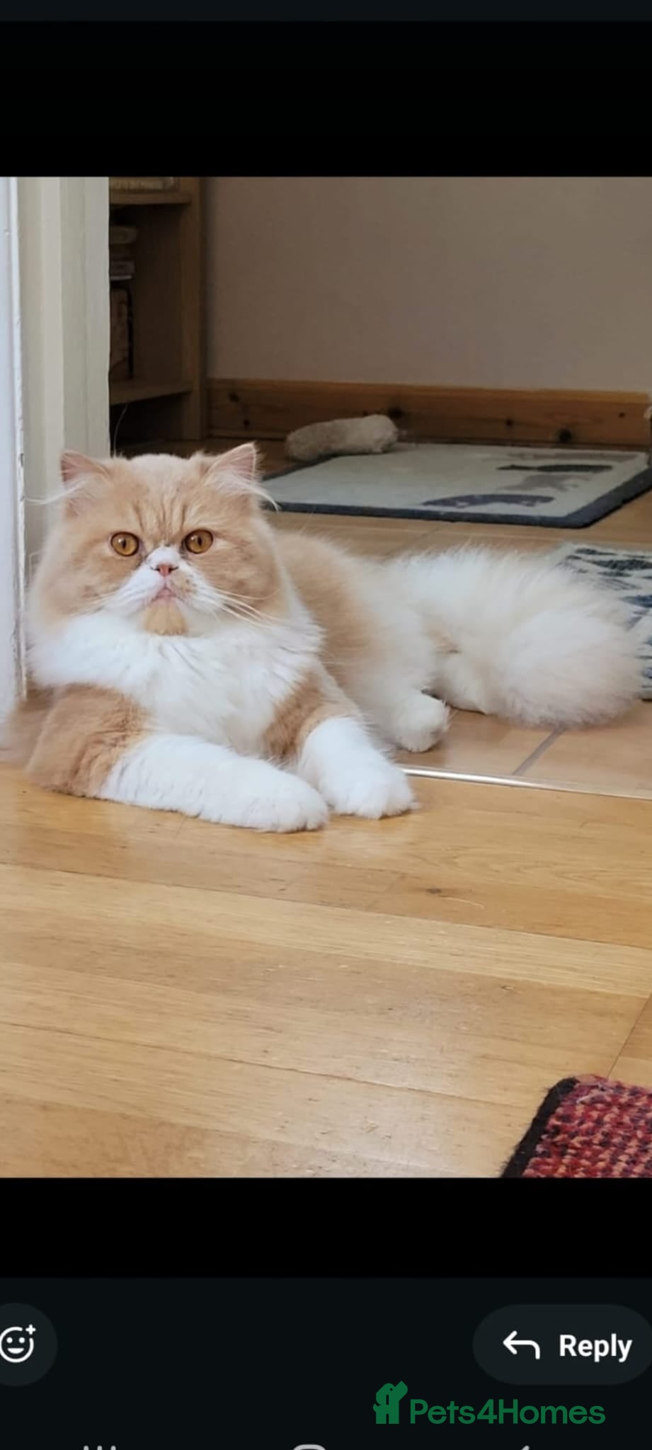 Persian cats 🐱 Persian boy Max for Stud  - Advert 1