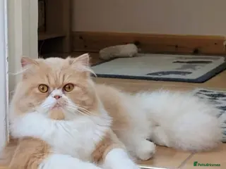 Persian cats for stud: 🐱 Persian boy Max for Stud - Advert 1