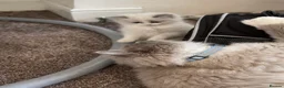 Ragdoll cats for sale: Panko the ragdoll - Advert 18