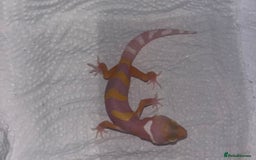 Leopard Gecko reptiles for sale: Tremper albino Tangerine eclipse pos bold stripe  - Image 3