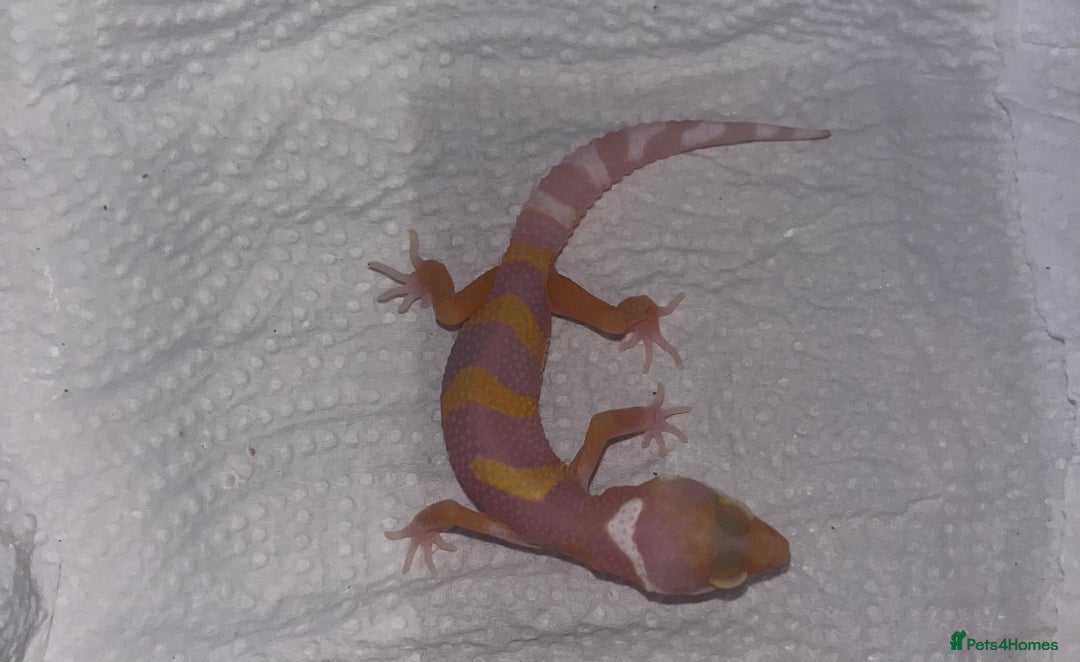 Leopard Gecko reptiles for sale: Tremper albino Tangerine eclipse pos bold stripe  - Image 3