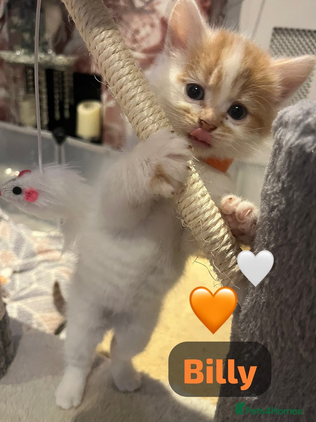 Mixed Breed cats for sale: 🐾 8 Beautiful kittens….🩵🩷 - Advert 24