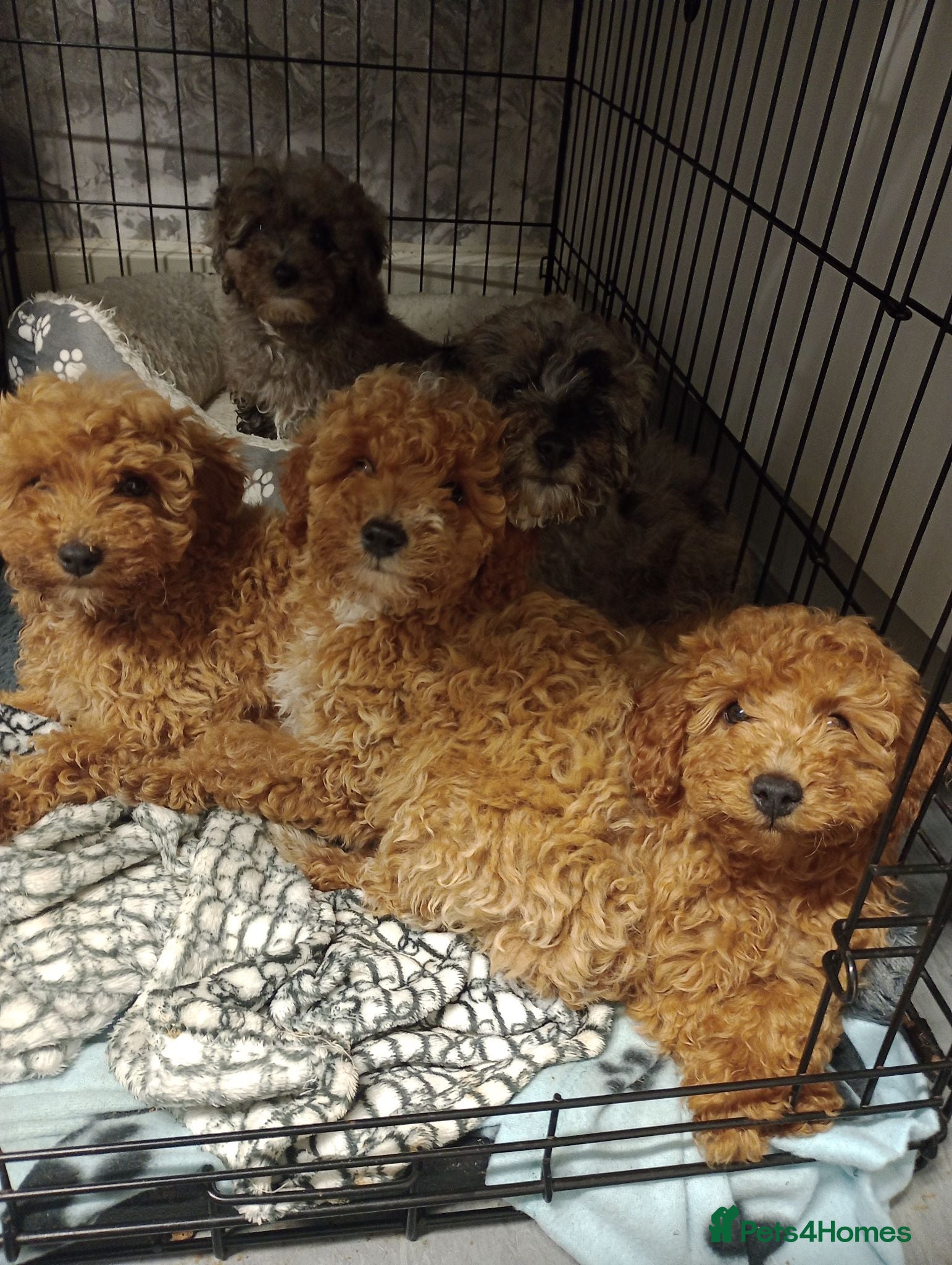 Mixed Breed dogs 🐕🌹 4 beautiful miniature poodle .🌹🐕 - Advert 2