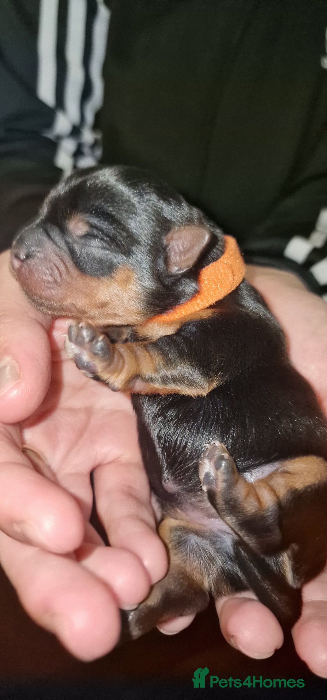 Yorkshire Terrier dogs for sale: 💖 Stunning Yorkshire Terrier Puppies in Derby - Image 5