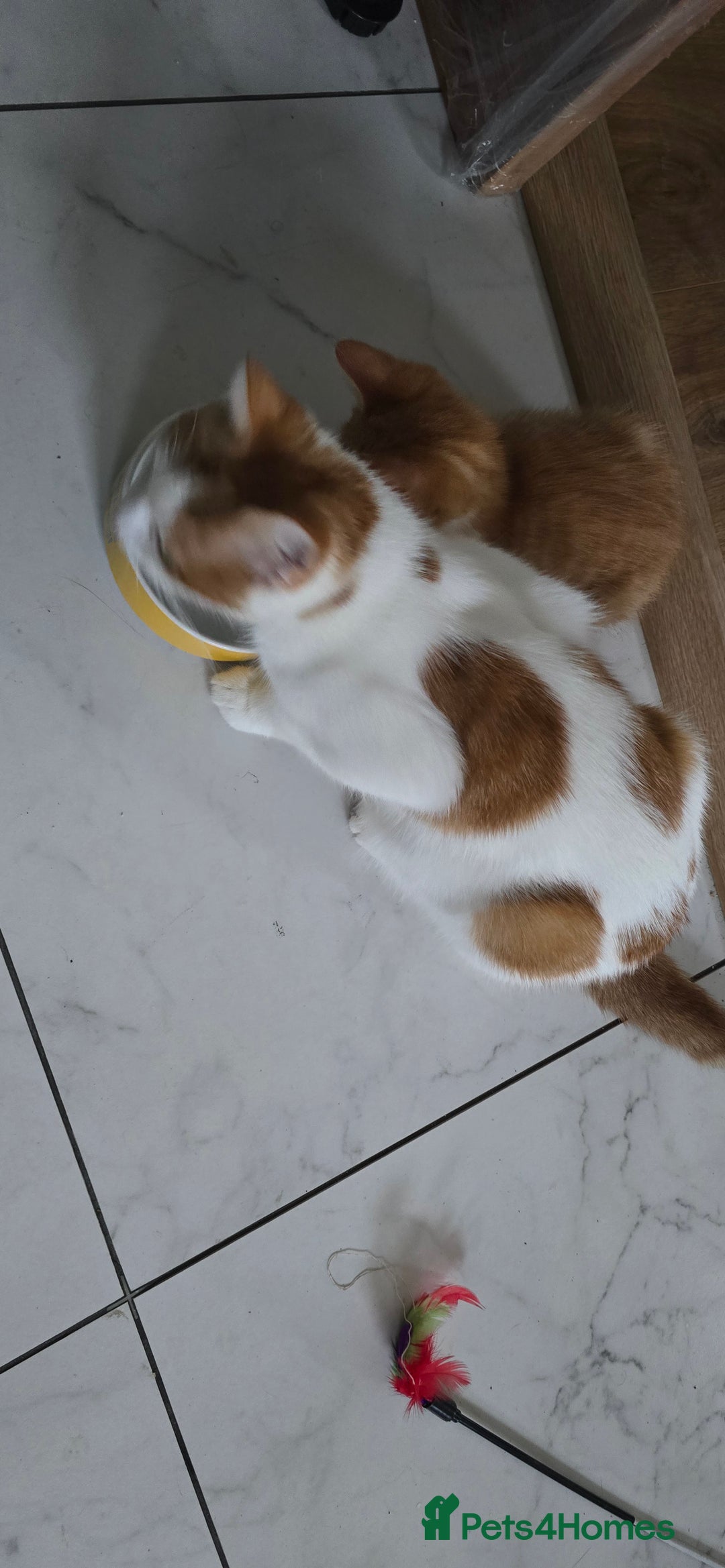 Mixed Breed cats for sale: Beautiful Kittens  - Image 11