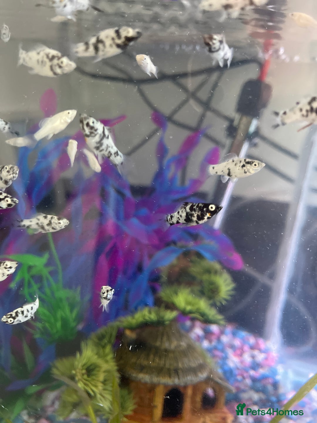 Mollies fish for sale: Dalmatian Mollies (babies) - Image 1