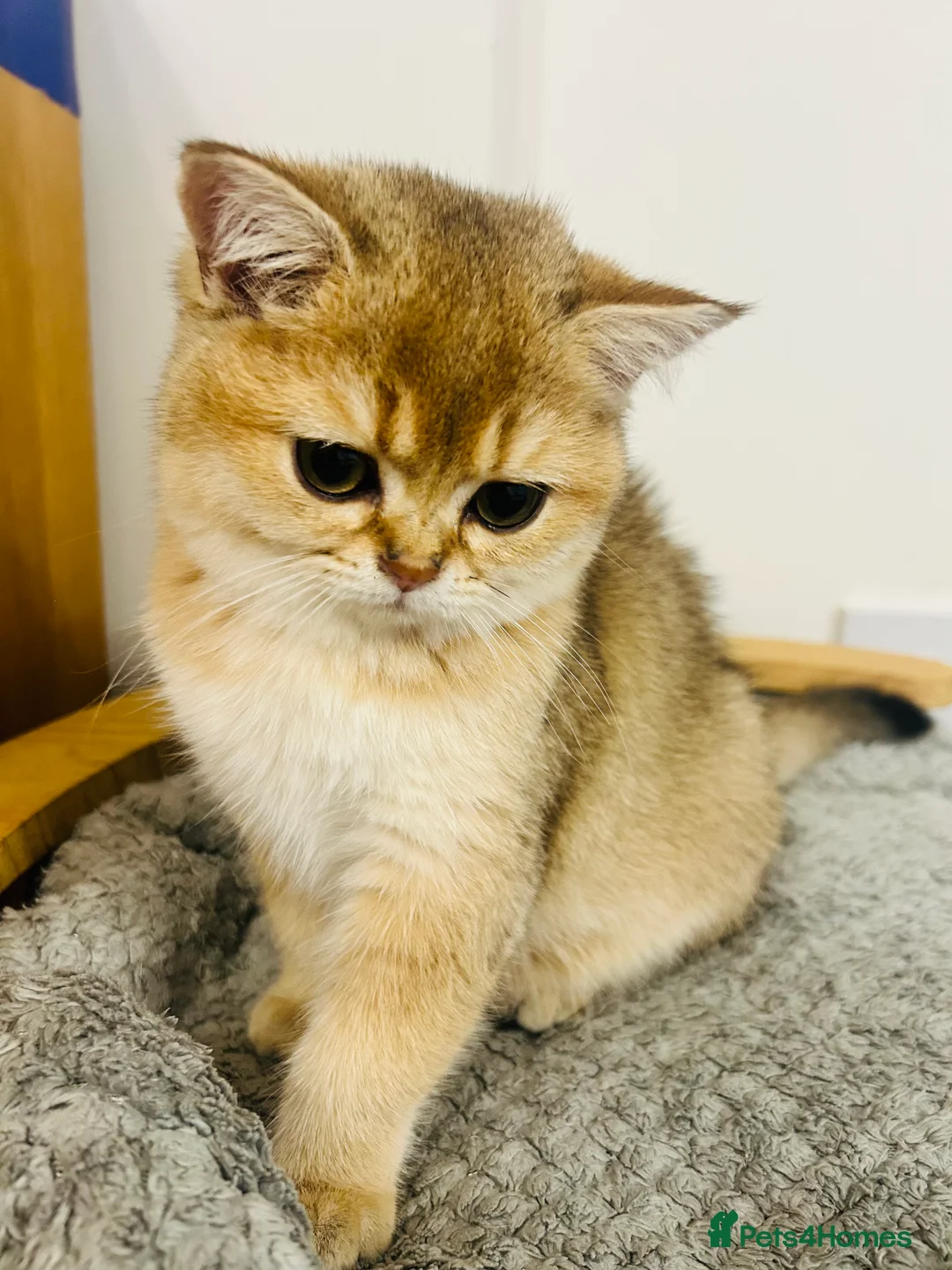 Scottish Fold cats for sale: Beautiful Golden Chinchilla kittens  - Advert 5