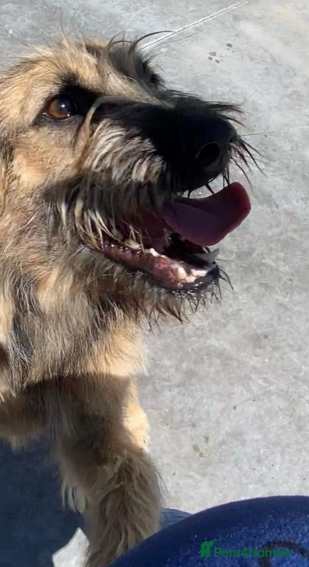 Mixed Breed dogs for adoption: Clyde, 1 yr old approx. Available for adoption. in Brixham - Advert 2