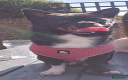 Chihuahua dogs for sale: Brother and sister Chihuahua - Advert 23