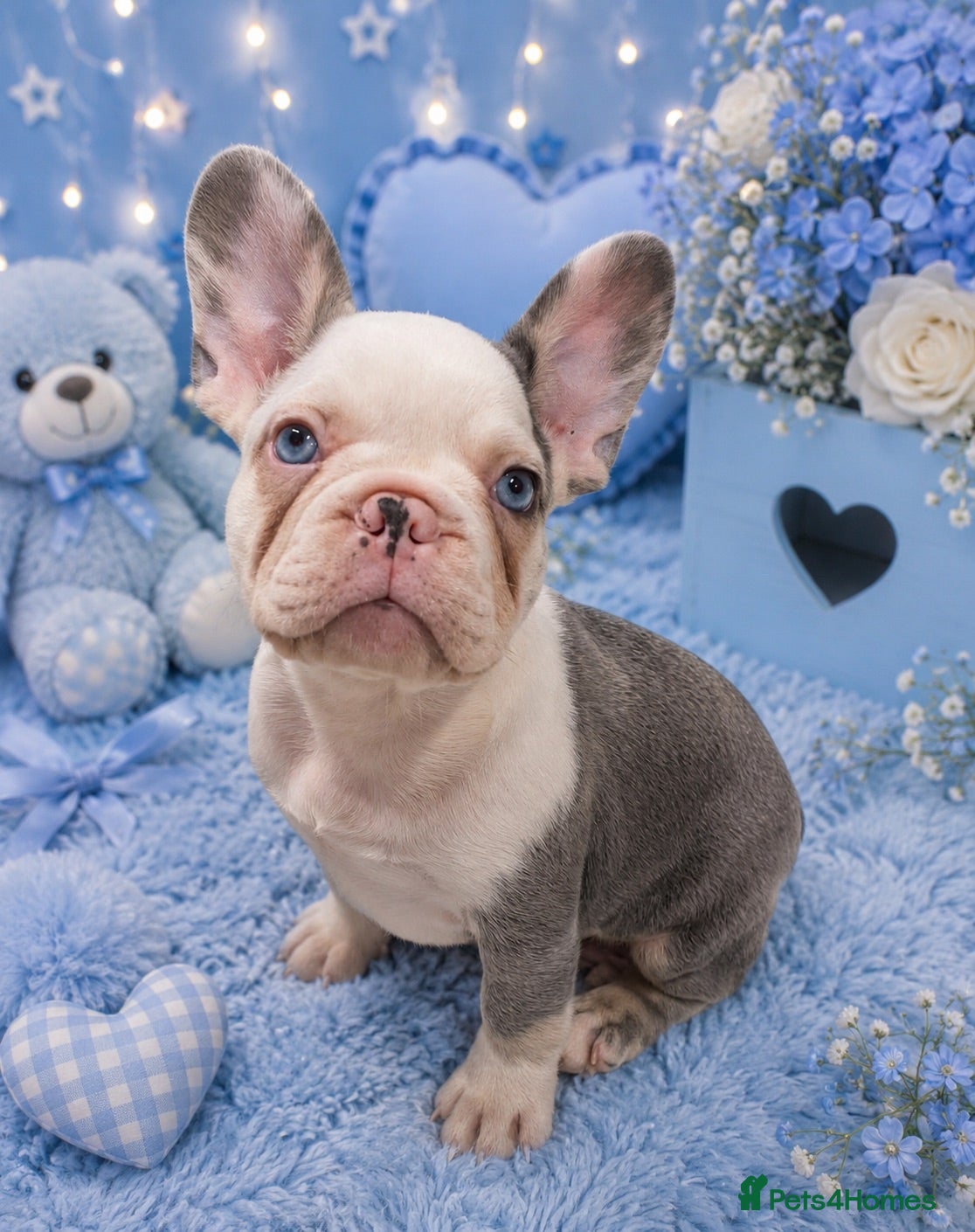 French Bulldog dogs KC registered French Bulldog puppies - Advert 2