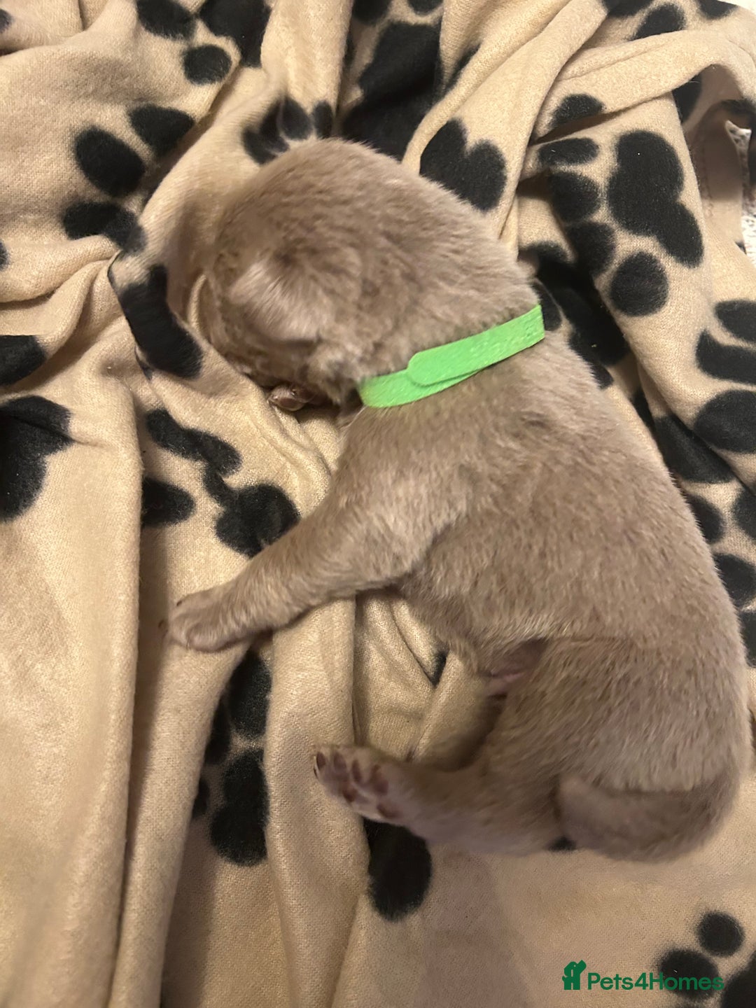 Labrador Retriever dogs for sale:  Silver Labrador retriver - Advert 14