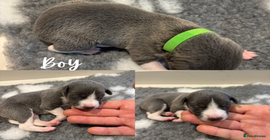Whippet dogs - Advert 6