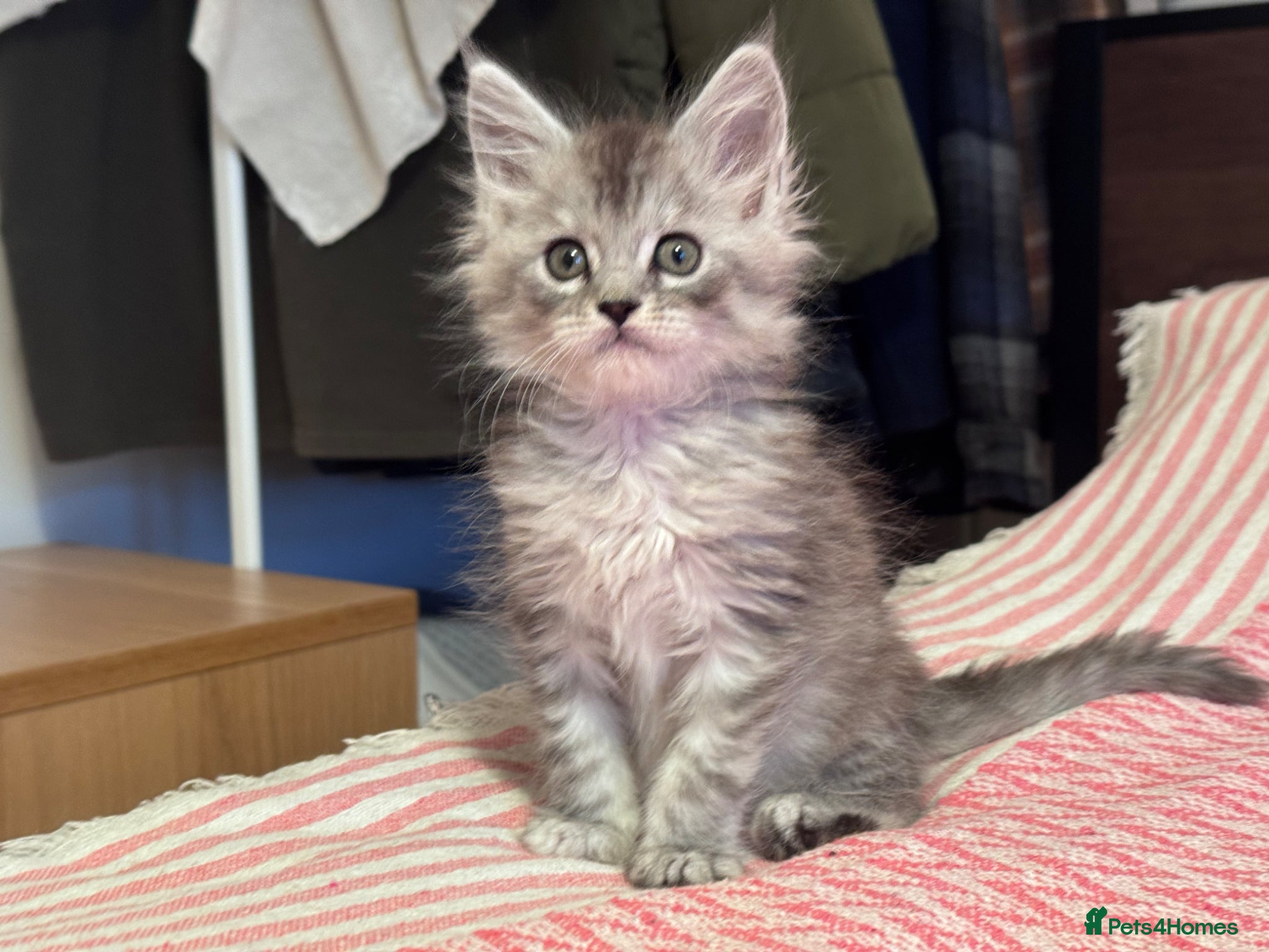 Maine Coon cats Maine Coon purebred male and female kittens - Advert 9