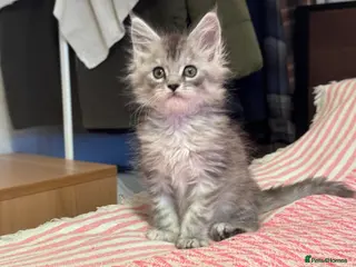 Maine Coon cats Maine Coon purebred male and female kittens - Advert 9