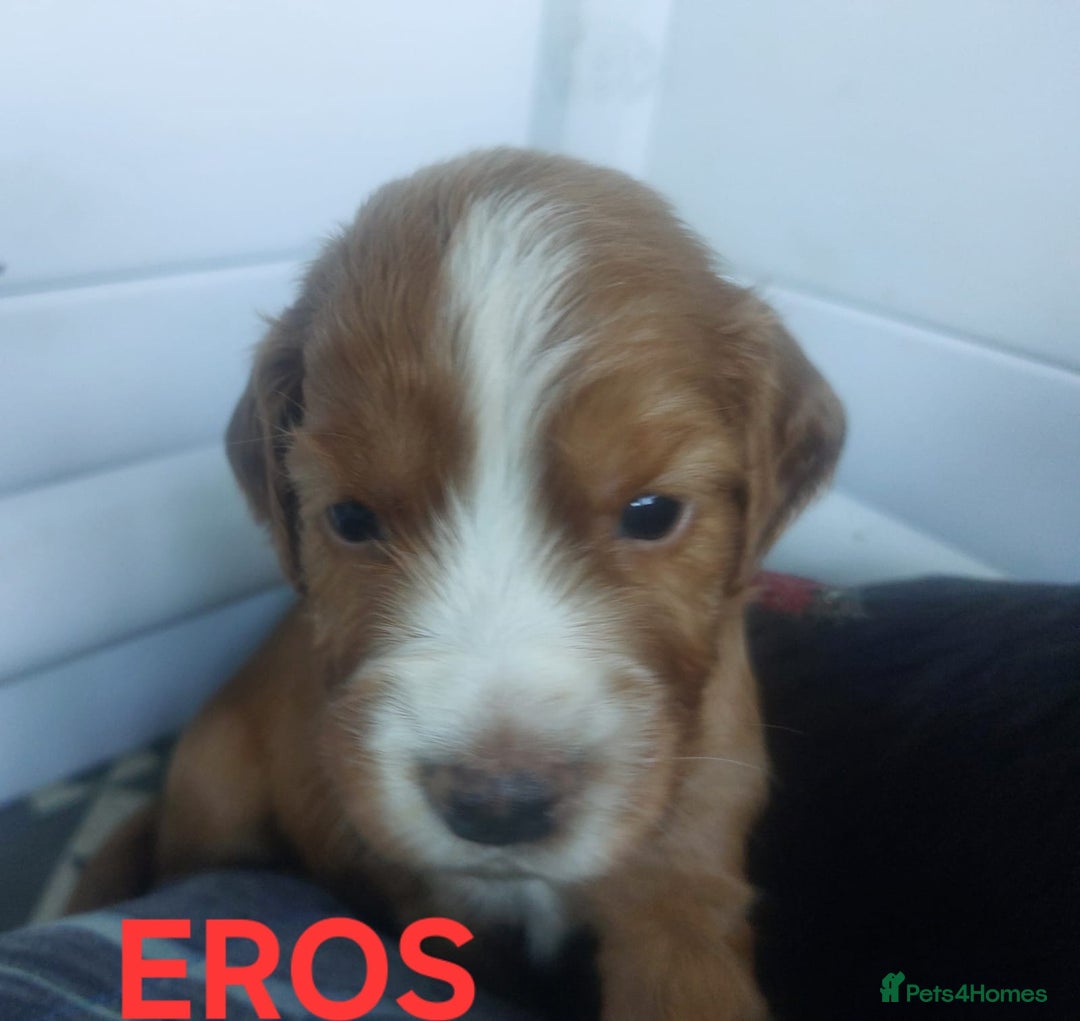 Sprocker dogs for sale: Exceptional working-line puppies for loving homes! - Image 11