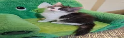 Maine Coon cats for sale: Maine Coon  - Advert 9