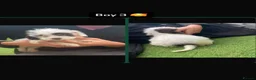 Mixed Breed dogs for sale: Maltese cross pups  - Advert 4