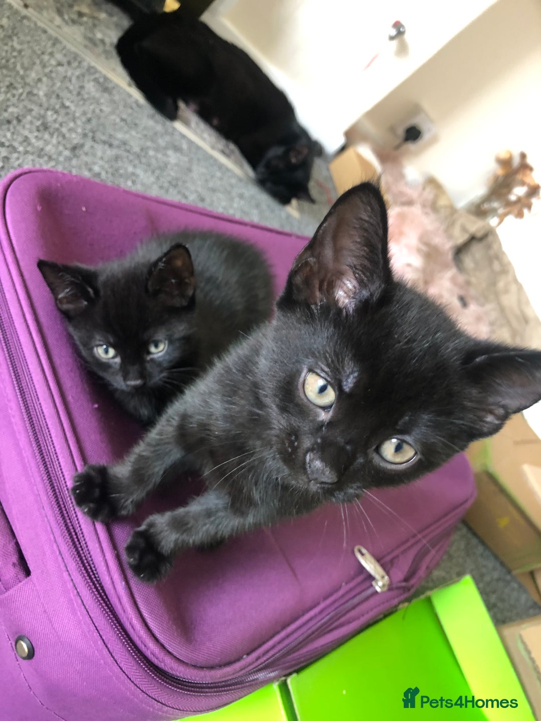 British Shorthair cats for sale: 🐾 A Rare Band of Ghost Tabby Kittens 🐾 - Image 31