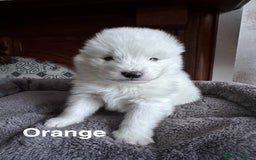 Samoyed dogs for sale: Samoyed Puppies — Ready to Reserve Now! - Image 15