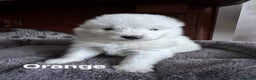 Samoyed dogs for sale: Samoyed Puppies — Ready for Their New Homes Now! - Advert 13