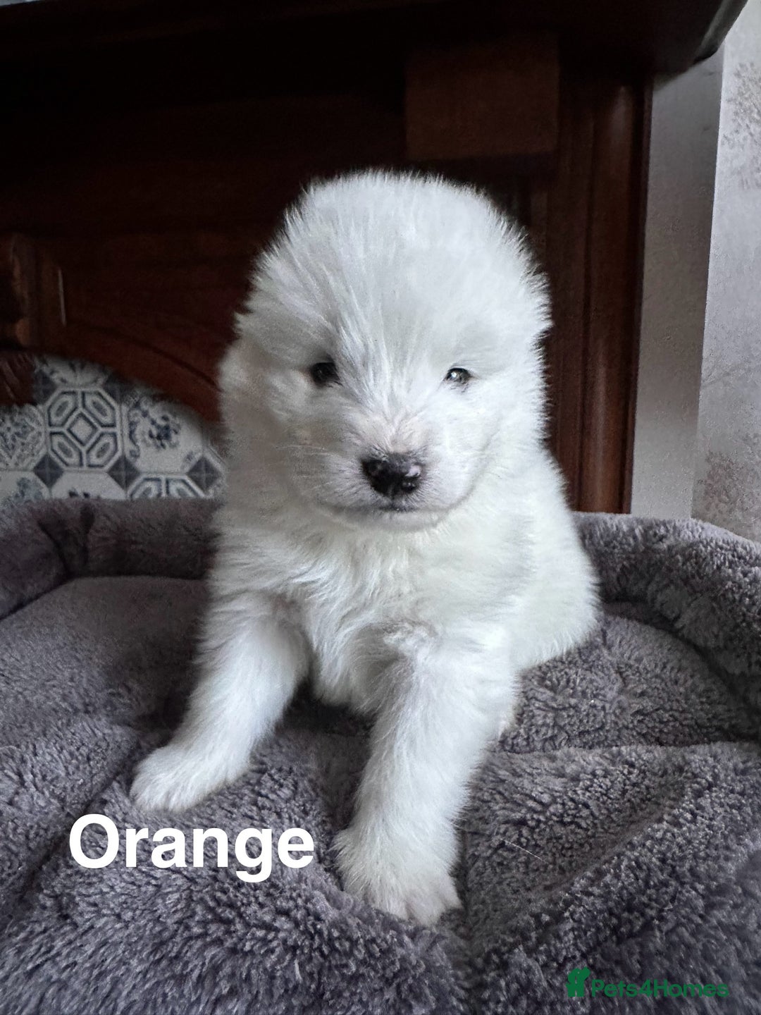 Samoyed dogs for sale: Samoyed Puppies — Ready to Reserve Now! - Image 15