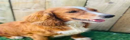 Mixed Breed dogs for sale: Cocker X Collie Puppies - Advert 17