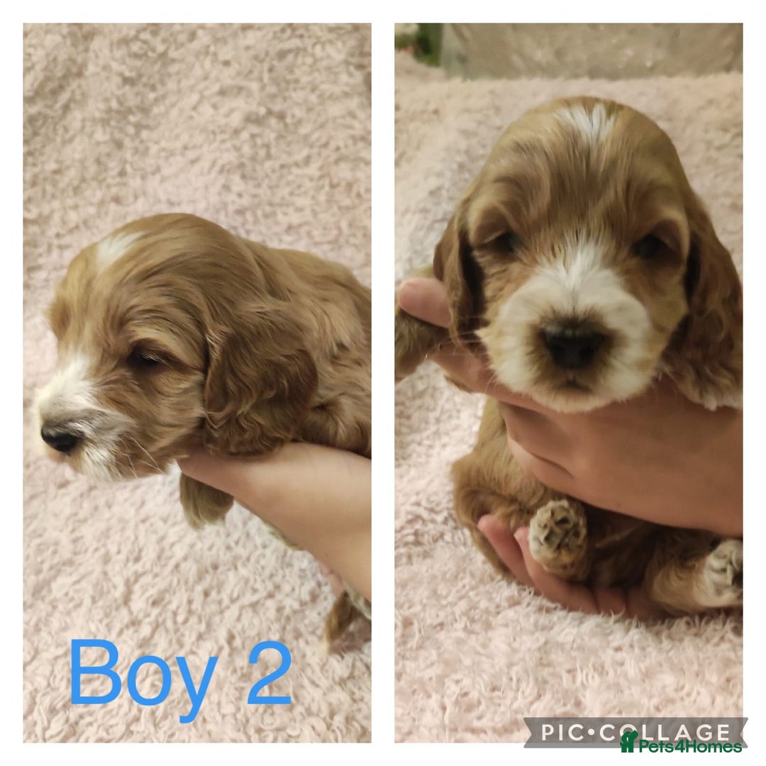 Miniature Poodle dogs for stud: Red Miniature Poodle Stud package Available  in Southampton - Advert 25