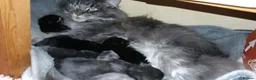 Maine Coon cats for sale: Tica pedigree Maine Coon Parents dna screened. - Advert 7