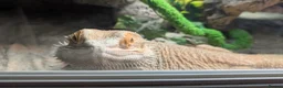 Bearded Dragon reptiles for sale: 2 year old Bearded Dragon in Kirknewton - Advert 2