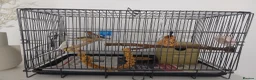 Finches birds for sale: bonded pair of finches in Cwmbran - Advert 1