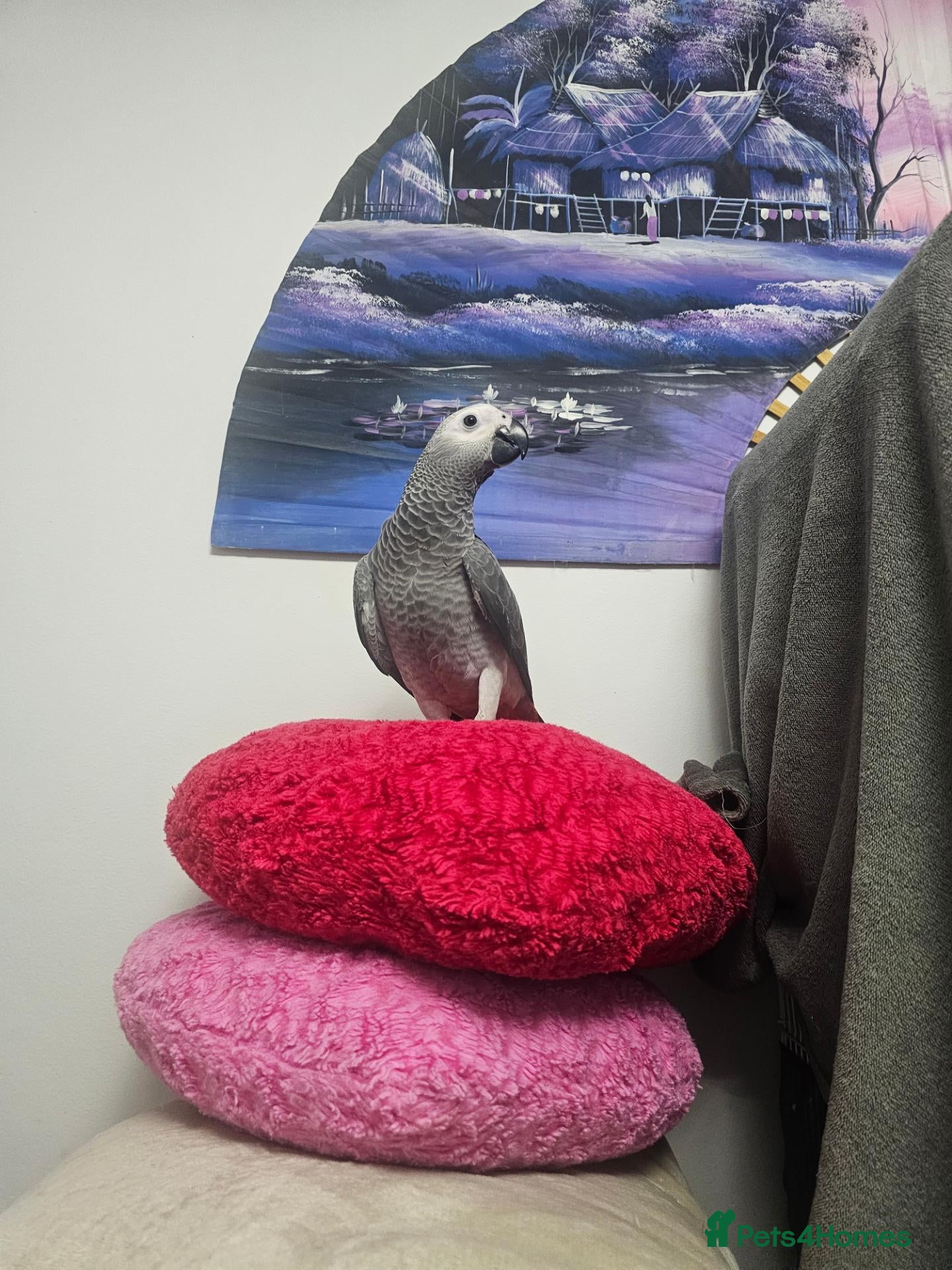 Parrots birds African grey parrot - Advert 1