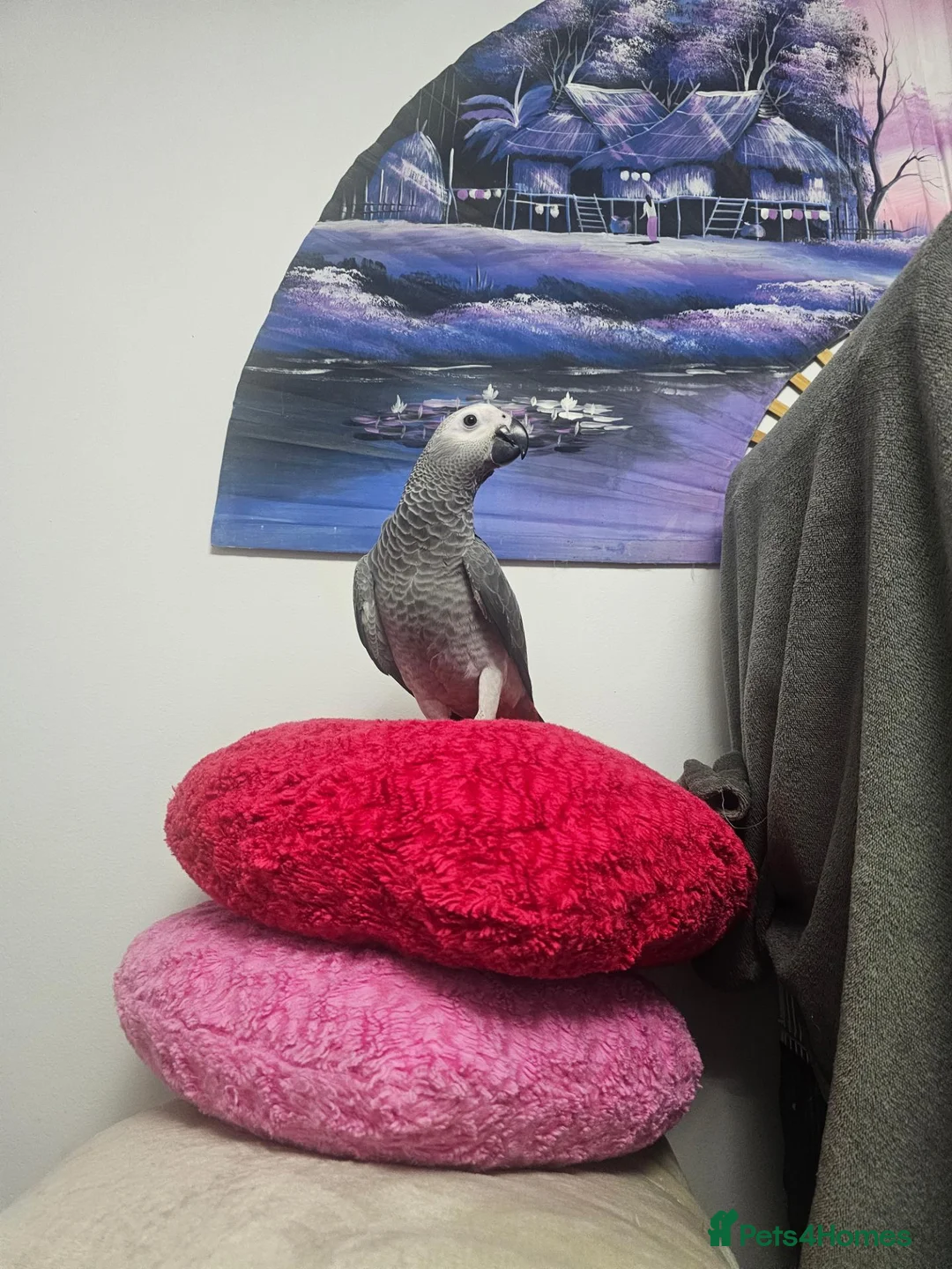 Parrots birds for sale: African grey parrot - Advert 1