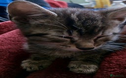 Mixed Breed cats for sale: Adorable 7 Mixed Breed Kittens 🐾 - Image 28